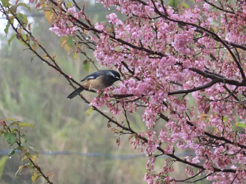 開著櫻花那棵樹