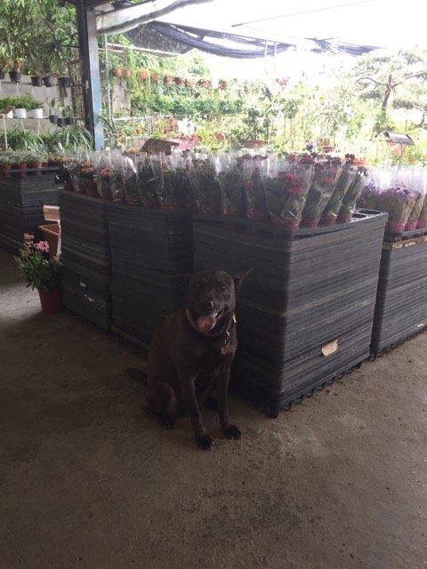 願天下浪犬皆有所歸！