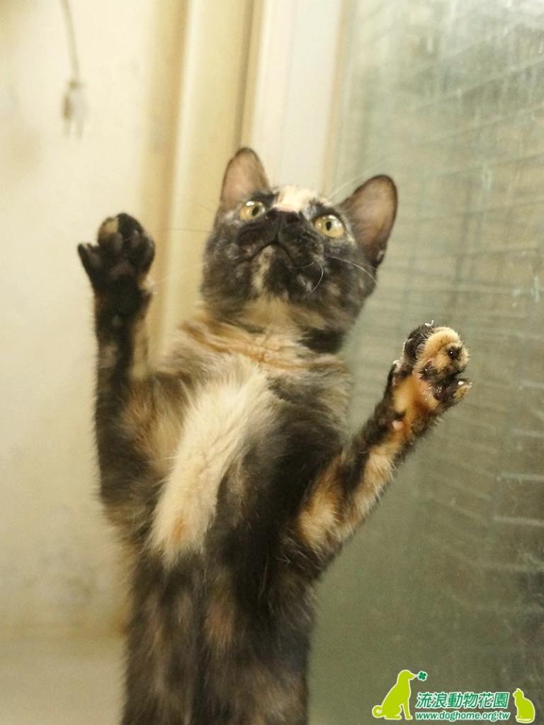 一隻玳瑁貓之死