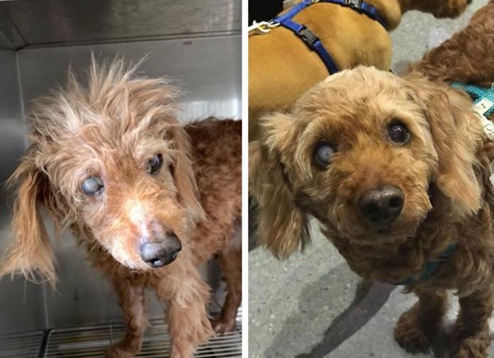 看著紅貴賓......