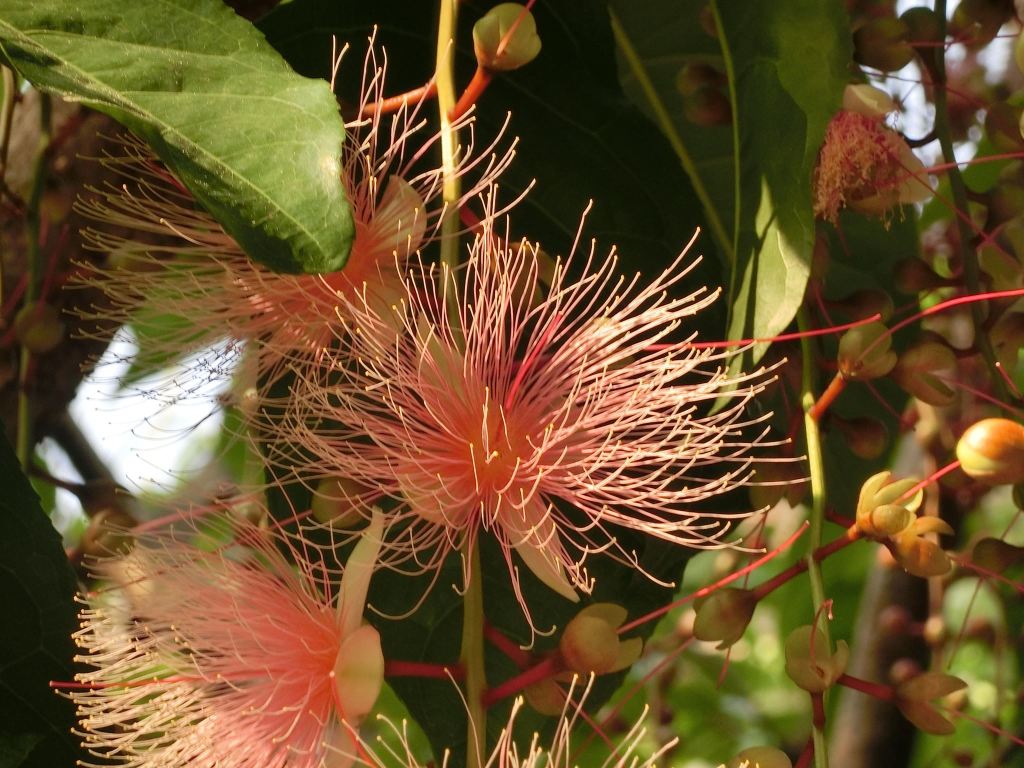 我思我詩5～穗花棋盤腳