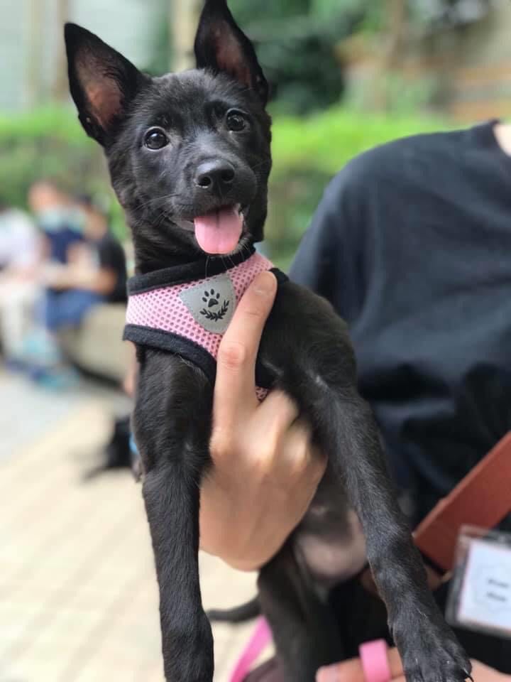 你希望我幫你怎樣矇騙她們呢