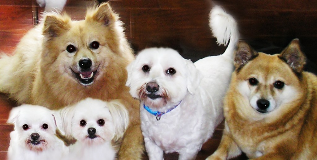 上左起：哈哈、咚咚、吉吉 
下左起叮叮、扁扁