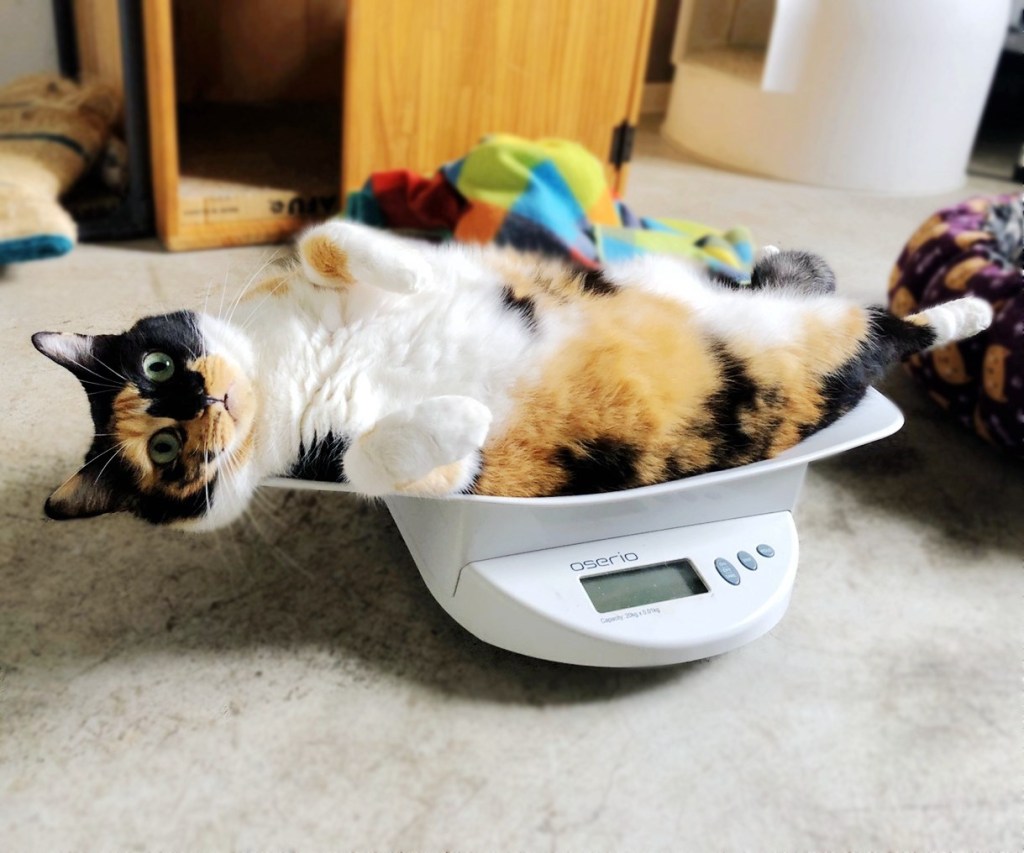 一路走來，送養始終很有感......