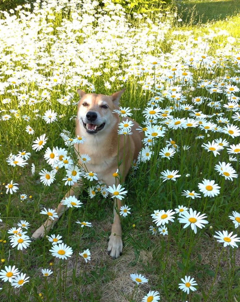 她從挪威攜夫帶子飛回台灣，為了接路比！