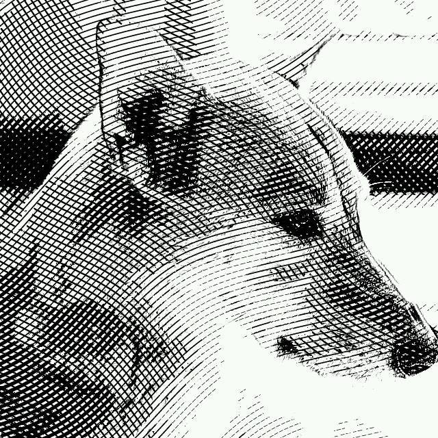 不捨都是愛，因為愛都捨了