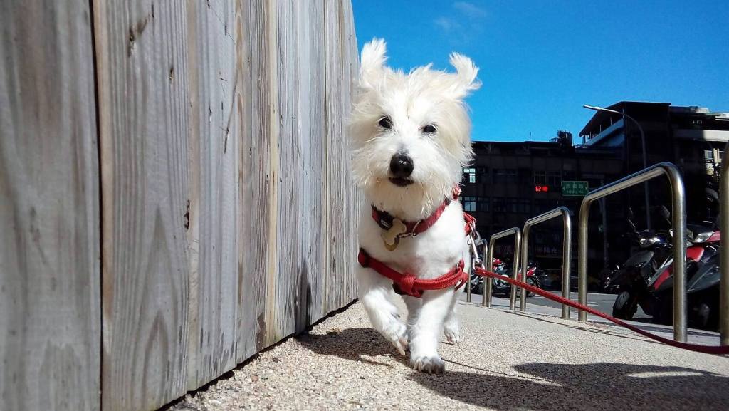 送養環島回顧3～盼盼