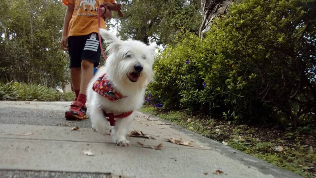 送養環島回顧3～盼盼
