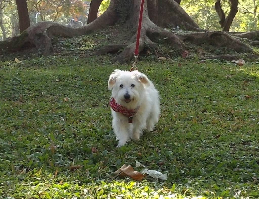 送養環島回顧3～盼盼