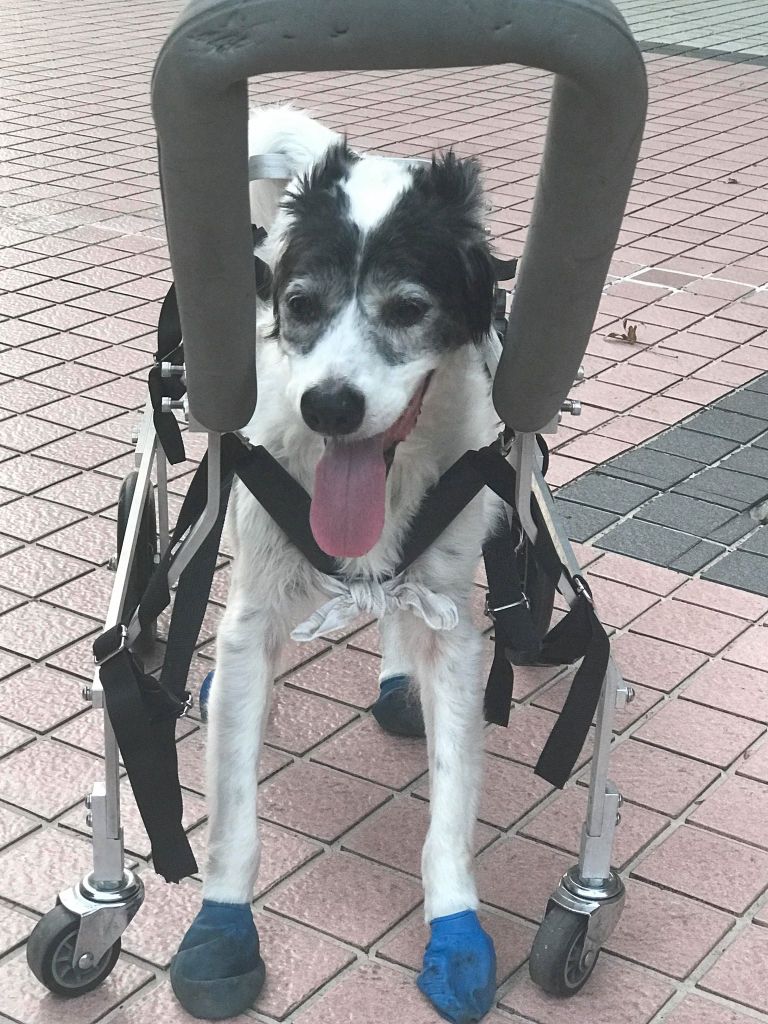 18年送養環島回顧2～我最親愛的安安家