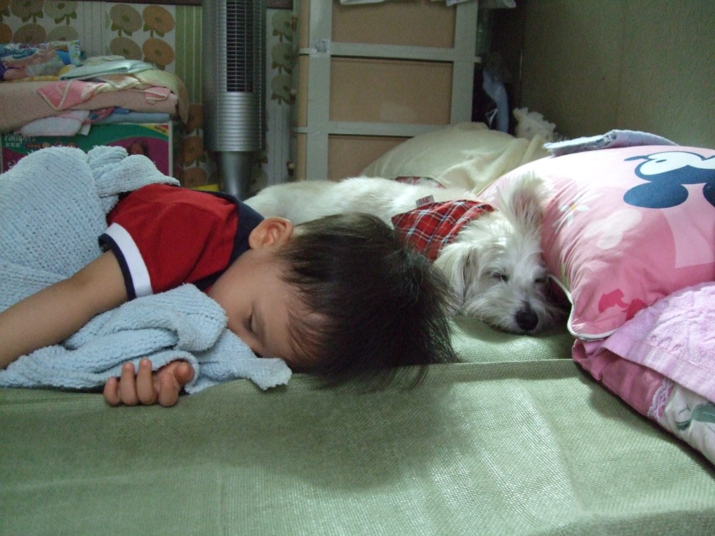 送養環島回顧3～盼盼