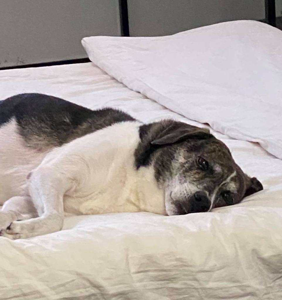 18年送養環島回顧5～她溫柔說：狗狗，我們回家吧……