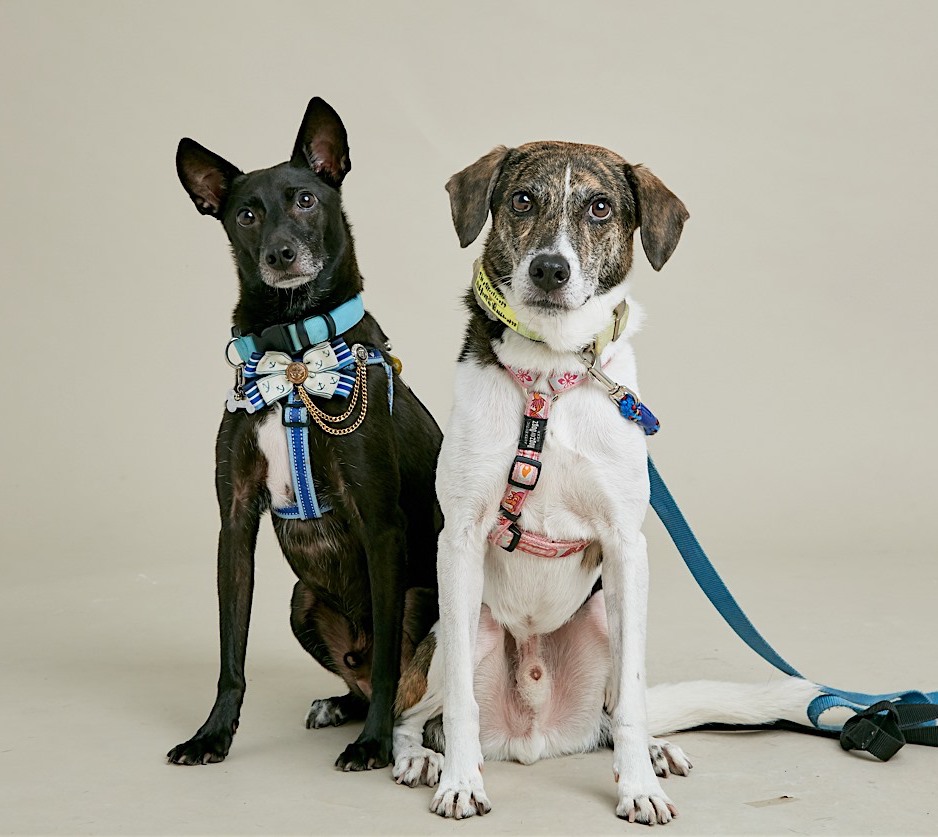 18年送養環島回顧5～她溫柔說：狗狗，我們回家吧……